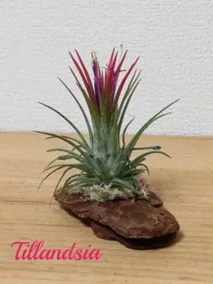 disney love様 リクエスト 2点 まとめ商品