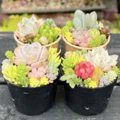 8 多肉植物の小さな寄せ植え♡4コセット♡そのまま飾れる♡