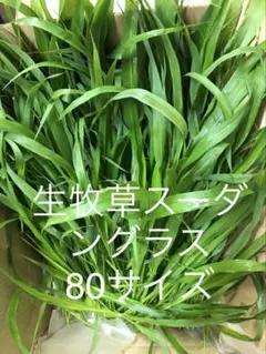 生牧草スーダングラス80サイズのサムネイル