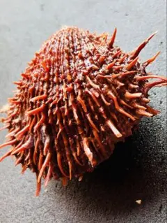 ショウジョウガイ　8.46x8.11cm