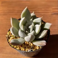 2025年最新】優木園の人気アイテム - メルカリ