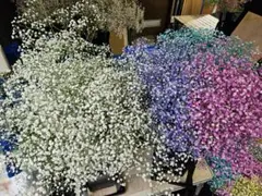み*ん様 【メルカリ便】チランジア カピラリス 白花 メルカリ便】チランジア カピラリス 白花 - メルカリ