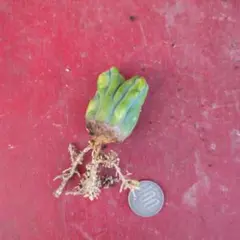 どるちゃん様 リクエスト 2点 まとめ商品