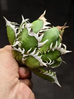 2025年最新】地獄猫 アガベの人気アイテム - メルカリ