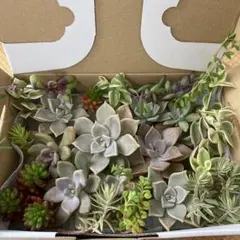 多肉寄せ植えセット