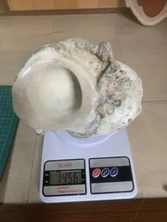 ⭐️特大夜光貝⭐️貝殻　約1.8kg ハンドメイド素材、置物等 2026年最新】夜光貝 貝殻の人気アイテム - メルカリ