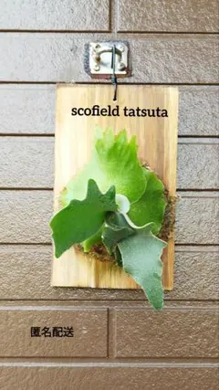 2025年最新】scofield tatsutaの人気アイテム - メルカリ