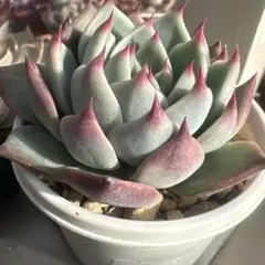 ☆kapi☆様 リクエスト 3点 まとめ商品