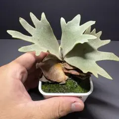 2025年最新】ウィリンキー omgの人気アイテム - メルカリ