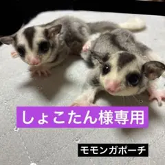 モモンガ 夏用 接触冷感 三角ポーチ ハウス おうち Sサイズ