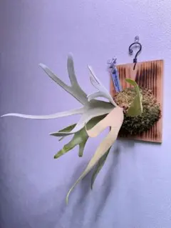 P. willinckii Anapat#1xOMG Mix spore 【0】 Platycerium willinckii 