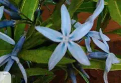 ♥♥50粒✨️丁字草 の種☘️山野草　宿根草　茶花　水色　準絶滅危惧種☘️