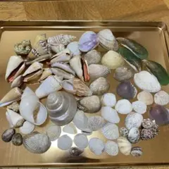 天然貝殻 2種セット 標本 コレクション - メルカリ
