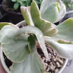 フリルアイスエイジ錦　Echeveria Ice Ageのサムネイル