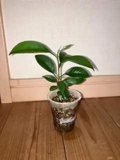 ちゃたろう様 リクエスト 3点 まとめ商品