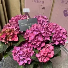 新品種♡アジサイ♡ビビジュエリーブルー♡スズキ農園♡5号♡お鉢ごと