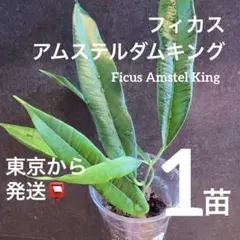 papa banana様 リクエスト 2点 まとめ商品