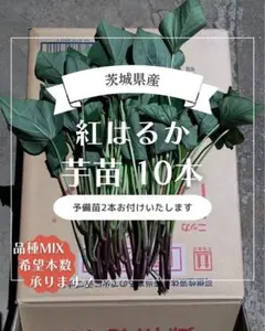 2026年最新】紅はるか苗の人気アイテム - メルカリ