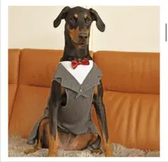 IDOG &ICAT 中大型犬用 タキシードタンク