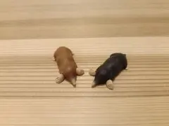 アニア　モグラ フィギュア 2体セットのサムネイル