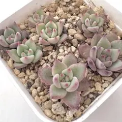 チワワエンシスイエコラ×ホリコロ　実生苗セット　メルカリ便　抜き苗