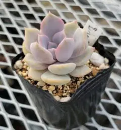 ☆多肉の気持ち☆様 リクエスト 2点 まとめ商品