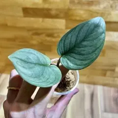 2026年最新】スキンダプサスの人気アイテム - メルカリ