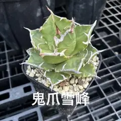 特選！アガベチタノタ清櫻（極上株）S級激レア良血統superセオ高級品種