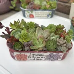 ハンドメイド リメ缶多肉寄せ植えカット苗セット②のサムネイル