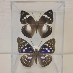 蝶の標本 長野県産オオイチモンジ2♂1♀3頭セット 規制前採集飼育品