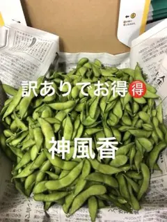 明日朝収穫！発送！茶豆風味の枝豆のサムネイル
