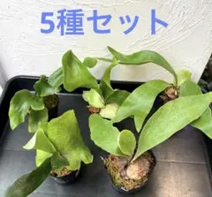 2025年最新】パオパオ ビカクシダの人気アイテム - メルカリ