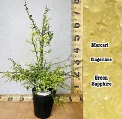 4年生 花芽つき フィンガーライム接木苗／ロサアイス 樹高55cm 撮影品