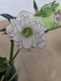 hassy様 リクエスト 3点 まとめ商品