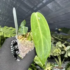 るるる様 リクエスト 2点 まとめ商品