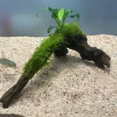 速達】南米ウィローモス活着アヌビアスナナキリン付き流木 10cm - メルカリ