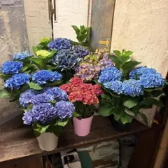 【特選】　アジサイ　5寸5種＋1種セレクト　紫陽花のサムネイル