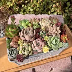 チマチマ寄せ植えセット【カット】多肉植物