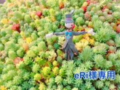 eRi様 リクエスト 3点 まとめ商品