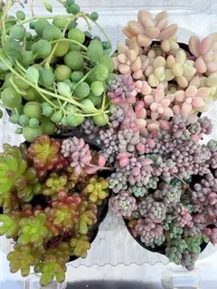 多肉植物セダムセット 土付き