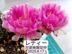 くまさん様 リクエスト 5点 まとめ商品