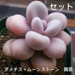 ay7✿様 リクエスト 2点 まとめ商品