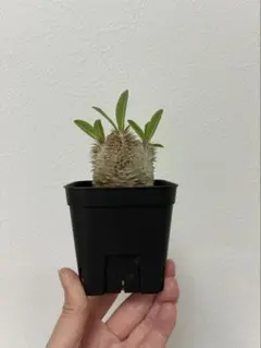 【安心の発根済株/ガッチリモリモリ株/接木/鉢込】斑入り パンダガジュマル 安心の発根済株/ガッチリモリモリ株/接木/鉢込】斑入り パンダ
