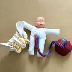 조산사 출산 인간 골반 모델