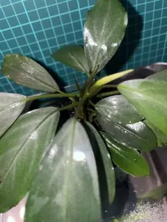 Bucephalandra sp. “Silver gray” kalbar - メルカリ