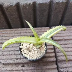 2026年最新】キダチアロエ斑入りの人気アイテム - メルカリ