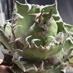 アガベ　チタノタ　シーザー　凱撒のサムネイル