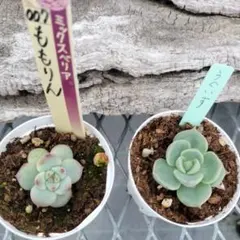 2025年最新】おらいさん苗の人気アイテム - メルカリ