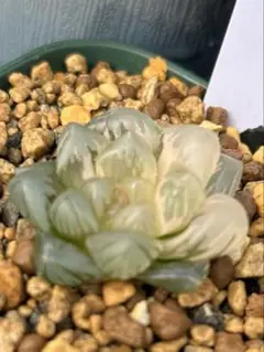 ハオルチア　オブツーサ錦　水中月錦