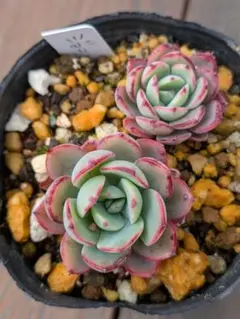 ラス子様 リクエスト 4点 まとめ商品